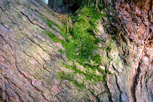 Moss on the bark of a tree. Bark covered with green moss, plants.Dark green tree bark texture for background. green wallpaper. 