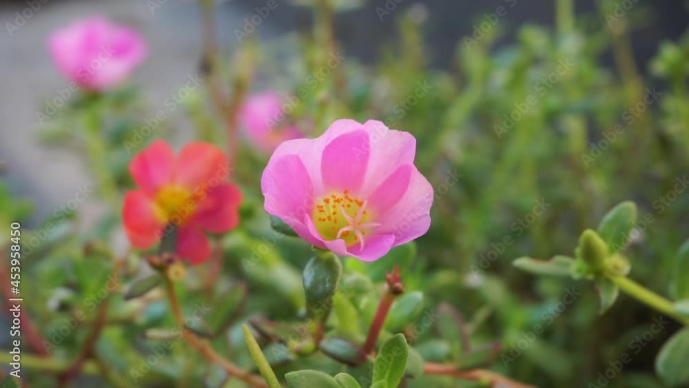Portulaca flower with a natural background. Indonesian call it krokot Portulaca flower with a natural background. Indonesian call it krokot