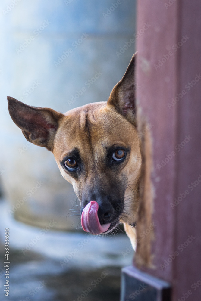 dog licking his tongue behind the door