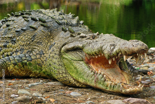 Saltwater Crocodile in La Manzania, Jalisco Mexico © DAVID
