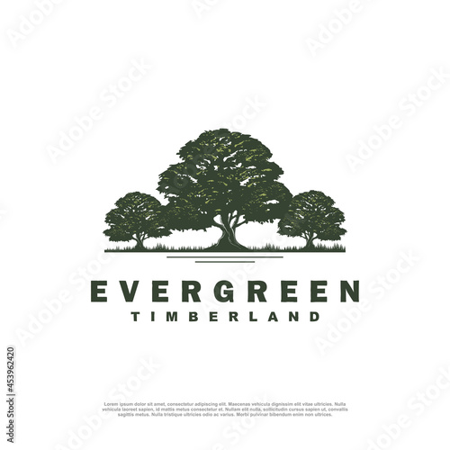 evergreen tree logo vintage with river creek vector emblem illustration design