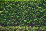 a green bush wall texture for wallpaper or background