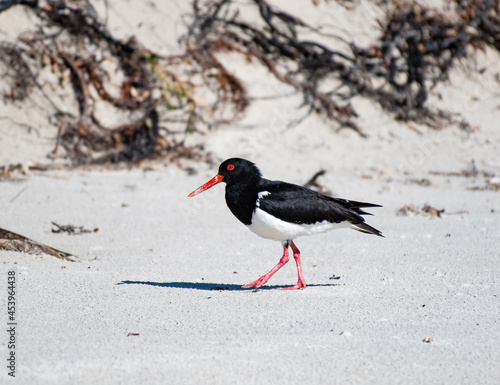 A pied oystercatcher on the beach of Maria Island in Tasmania, Australia