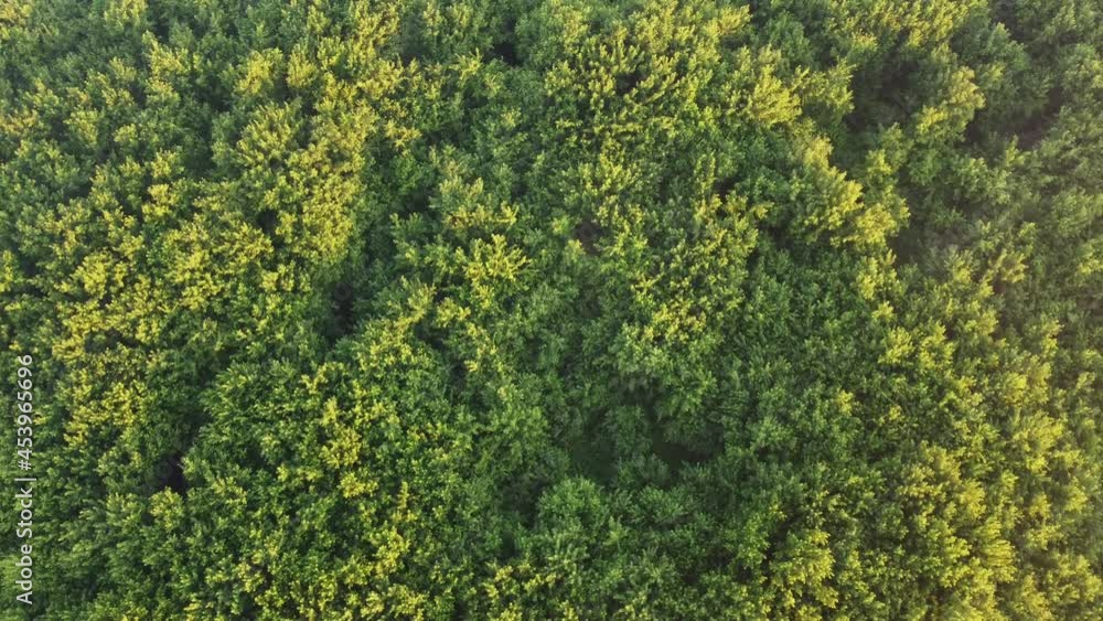 green moss background green moss background