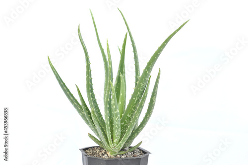 Fresh Green Aloe Vera Plant in pot