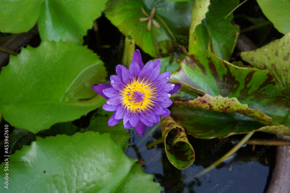 purple lotus flower yellow stamen in the pond purple lotus flower yellow stamen in the pond