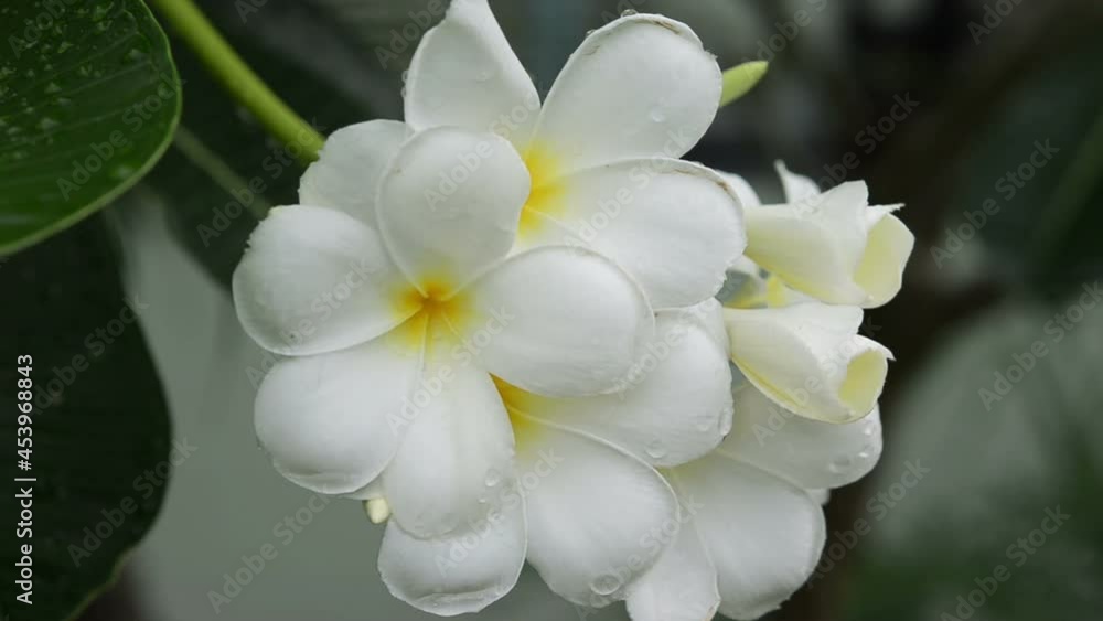 White and yellow Plumeria ( frangipani flowers ) in garden White and yellow Plumeria ( frangipani flowers ) in garden