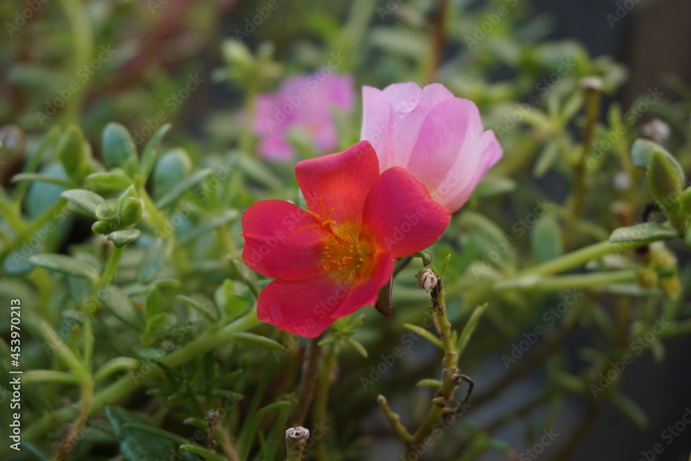 Portulaca flower with a natural background. Indonesian call it krokot
