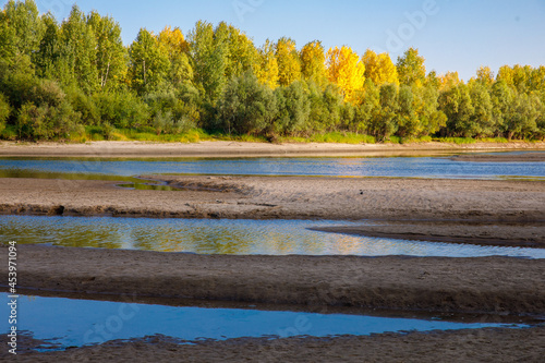 Autumn colorful foliage over shallow river Ob, Russia with beautiful woods in gren and yellow color in sunny day. Horizontal