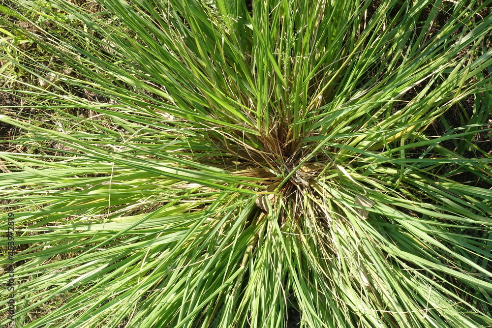 草草草 草草草
