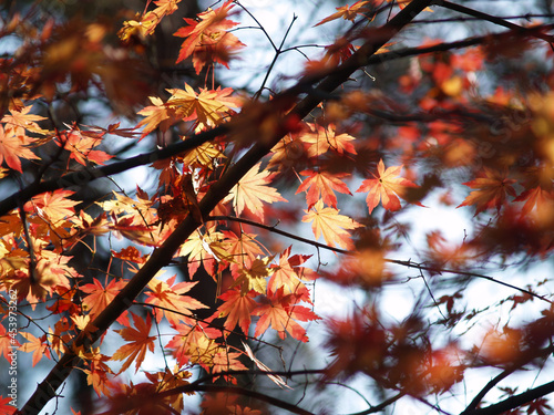 한국의 가을 단풍
