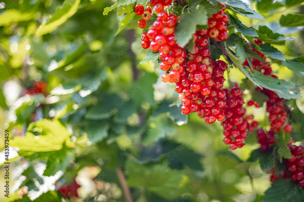 Bunch of fresh seasonal red ribes berry with green foliage at summer sunny day ripe edible plant Bunch of fresh seasonal red ribes berry with green foliage at summer sunny day ripe edible plant