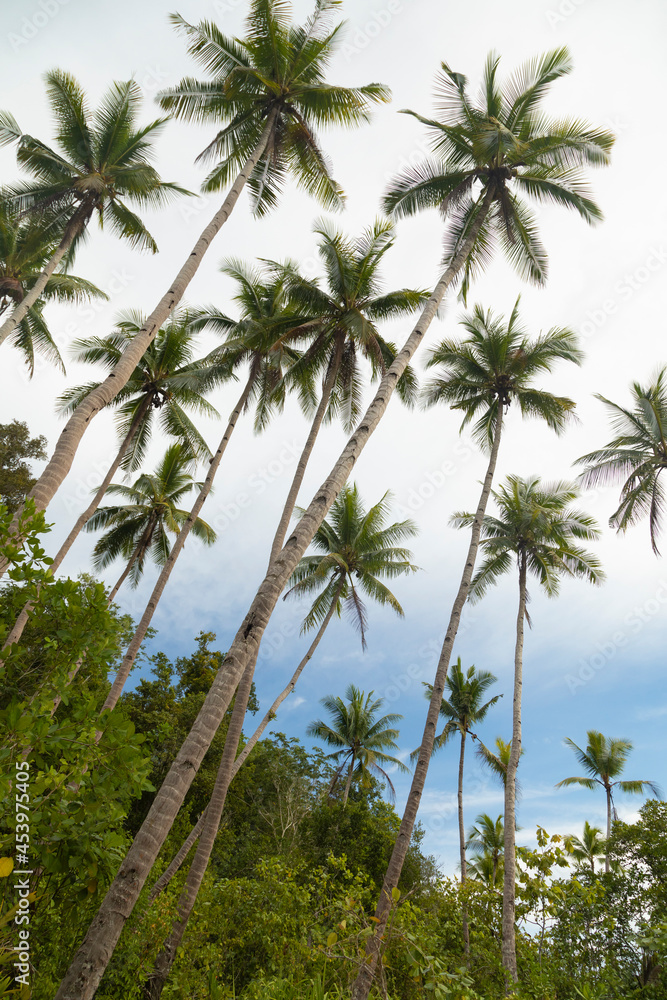 Tall coconut palms grow naturally towards the open sky, surrounded by tropical jungle, on Gam Island, Raja Ampat, Indonesia