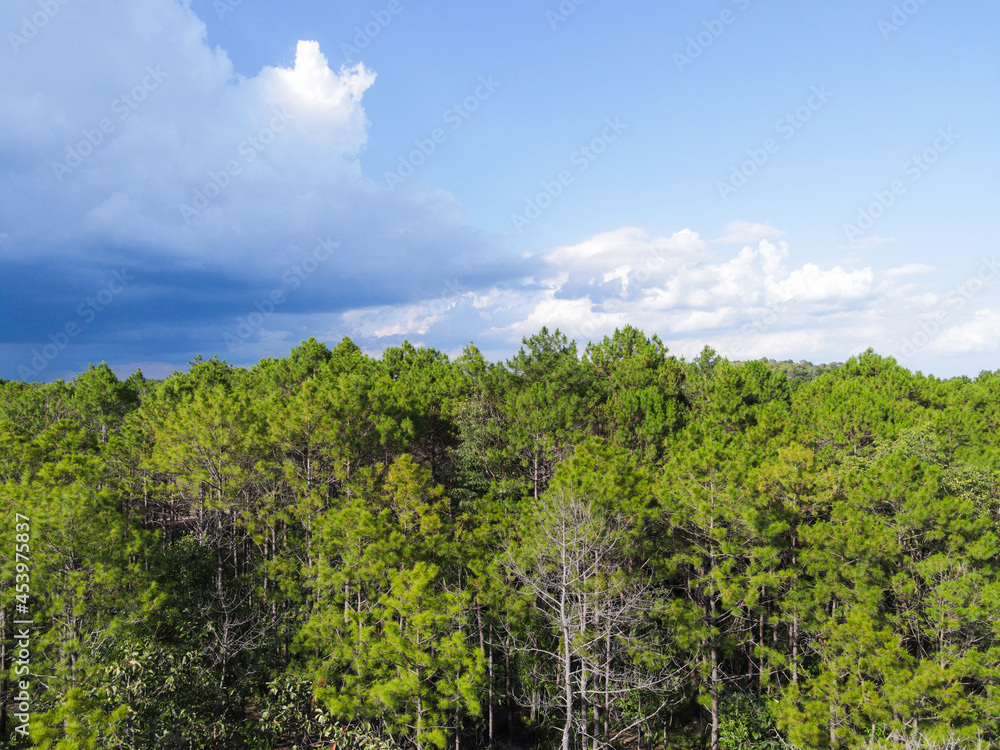 Aerial view forest tree environment forest nature blue sky background, Texture of green tree top view forest from above landscape bird eye view pine forest asian Aerial view forest tree environment forest nature blue sky background, Texture of green tree top view forest from above landscape bird eye view pine forest asian