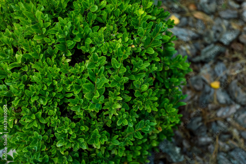 Top view, green plant in the shape of the ball, close-up. High quality photo Top view, green plant in the shape of the ball, close-up. High quality photo