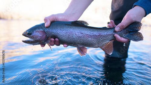 rainbow trout 
