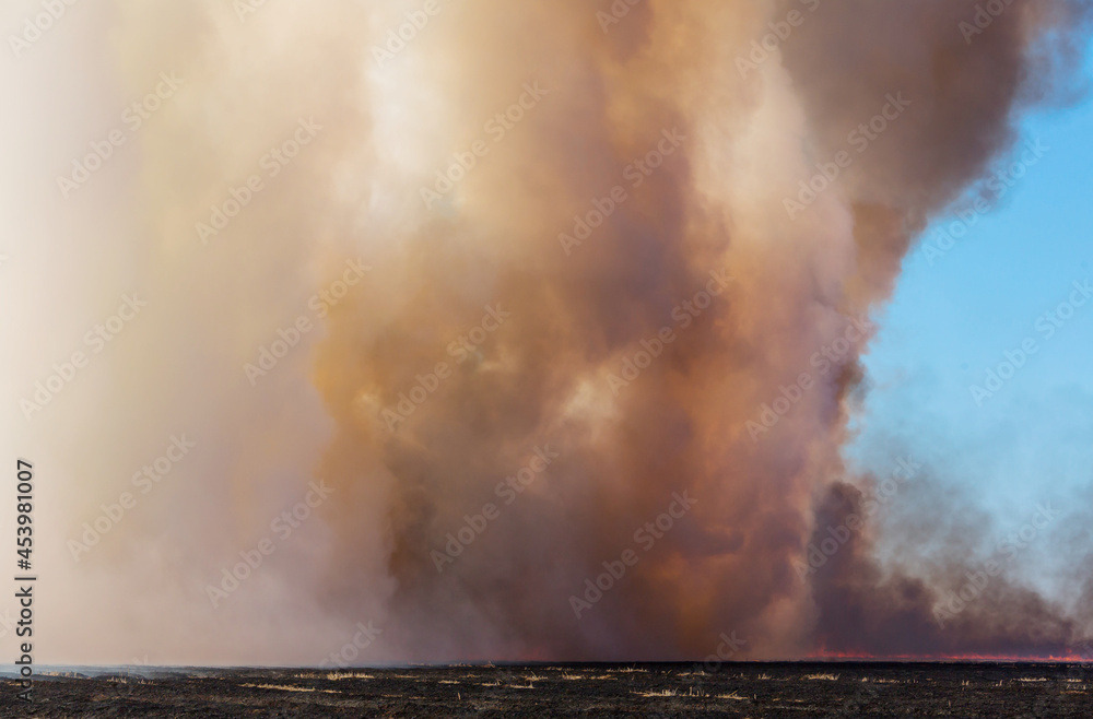 Obraz premium Wildfire
