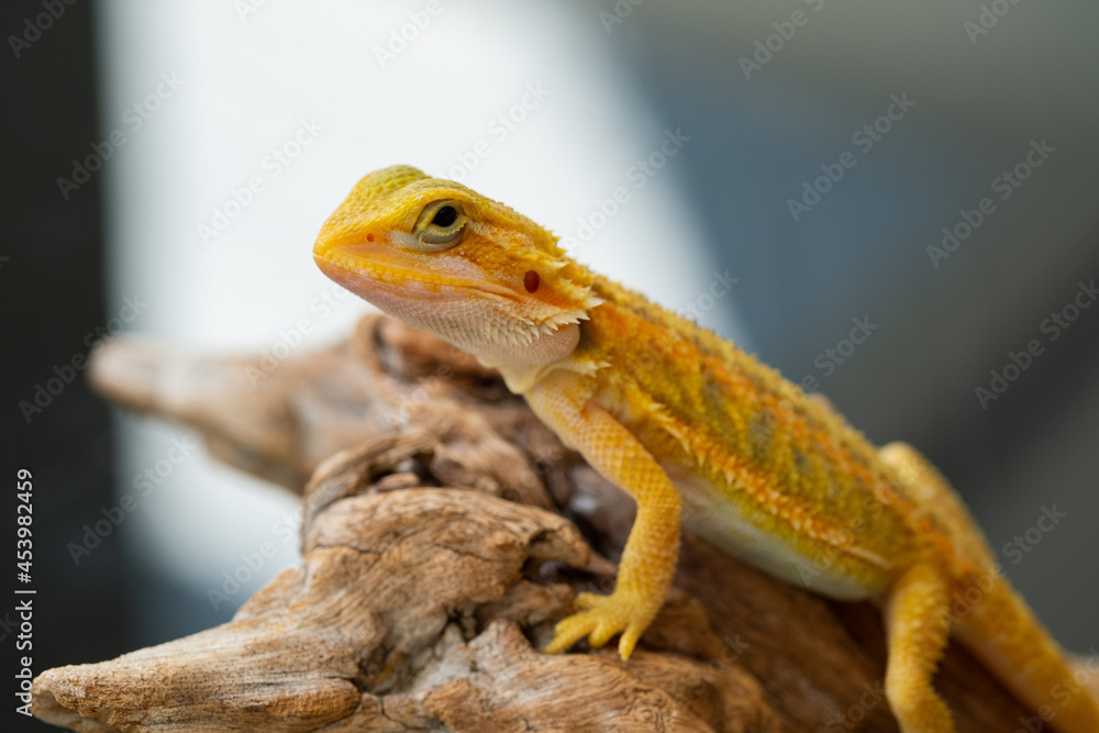 Naklejka premium bearded dragon on ground with blur background