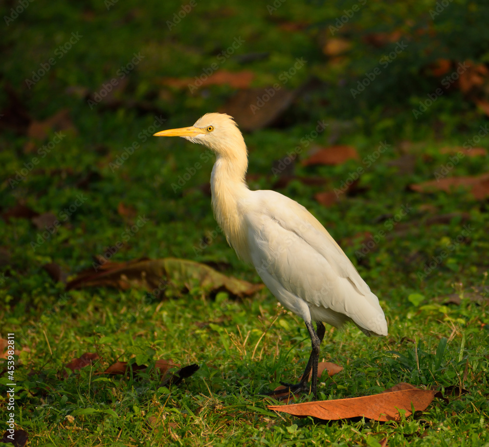great white heron great white heron