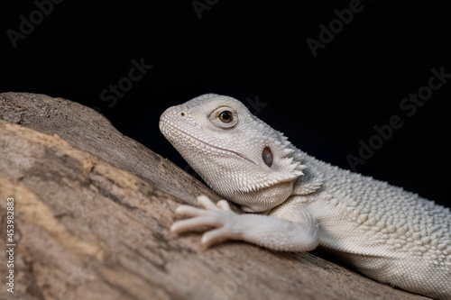 bearded dragon on ground with black background