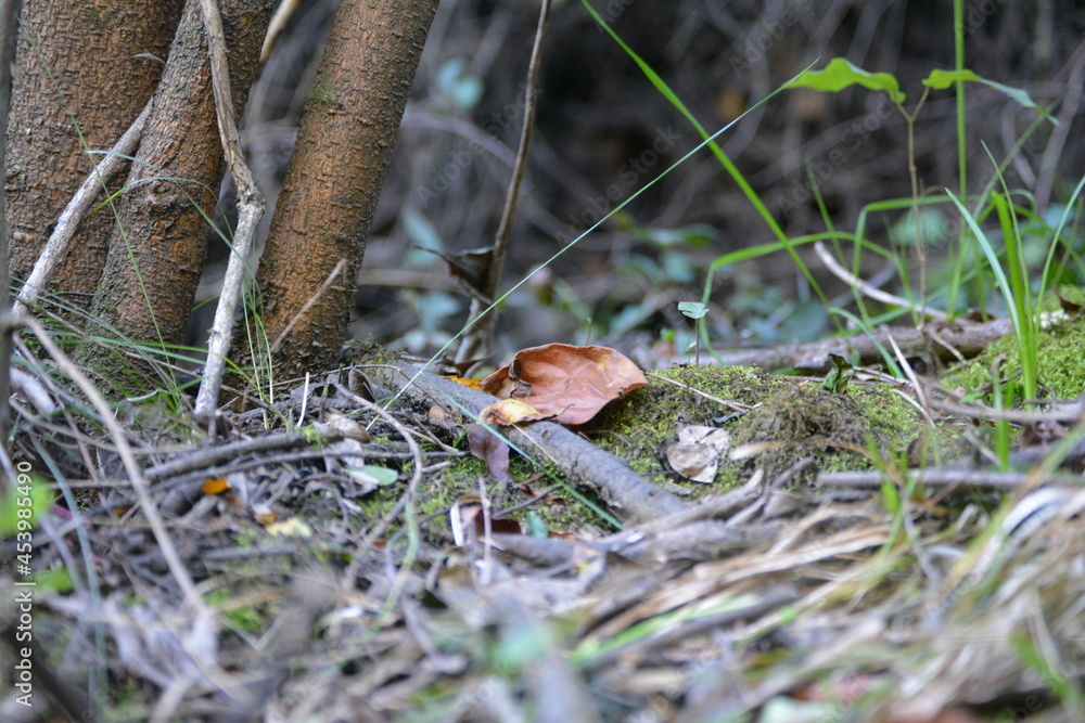 Fototapeta premium mushroom in the forest
