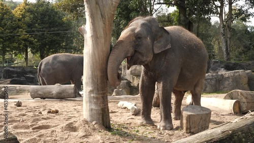 ttwo elephants eating close one photo