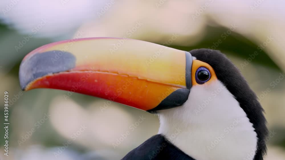 Macro close up of exotic Ramphastos toco or Toco Toucan in wilderness Macro close up of exotic Ramphastos toco or Toco Toucan in wilderness