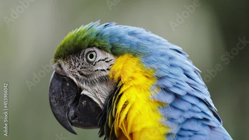 Wallpaper Mural Macro shot of pretty Blue-and-Yellow Macaw Parrot chewing in nature,slow motion Torontodigital.ca