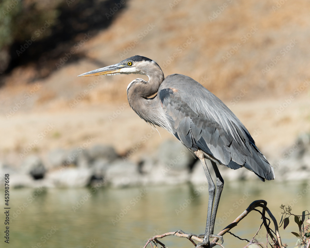 Obraz premium Bird Great Blue Heron standing at a California park