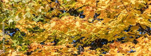 bright yellow leaves in sunlight. natural background pattern. panoramic view.