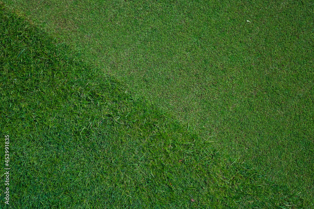 Natural grass in a golf field top view 