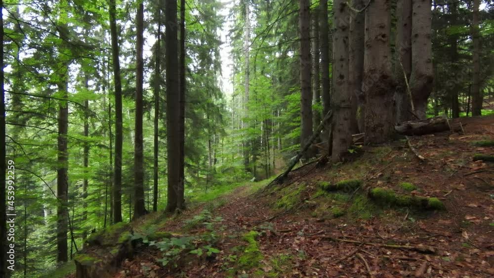 fpv aerial drone flying over the misty forest in the mountain. fpv aerial drone flying over the misty forest in the mountain.