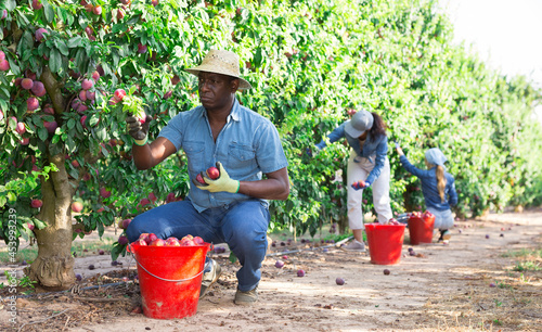 Positive male farmer harvesting ripe plums in fruit garden