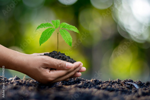 Human hands planting seedlings or trees in the soil Earth Day and global warming campaign. photo