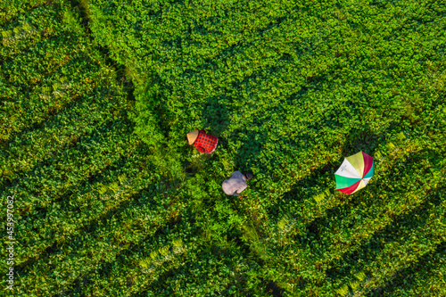 FARMERS CARE SWEET POTATO ON FIELD
 photo