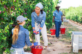 Two positive women gardener during harvesting of fresh plums in orchard on sunny day