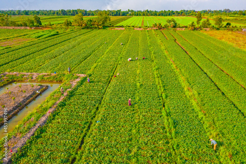 FARMERS CARE SWEET POTATO ON FIELD
 photo