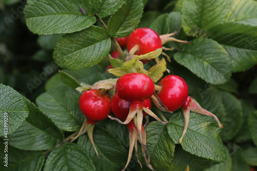 Rosehip Bush with red fruit. Ripe rosehip fruit