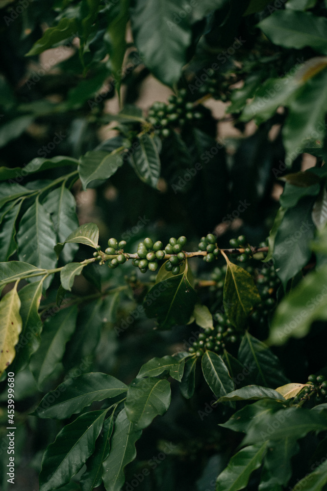 Close up shot of coffee plant with green berries Close up shot of coffee plant with green berries