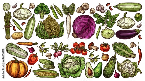 Farm and garden vegetable sketches. Hand drawn vector cabbage, cauliflower and asparagus, pumpkin, pattypan squash and eggplant, tomato, mushrooms and olives, radish, cucumbers and peppers, avocado