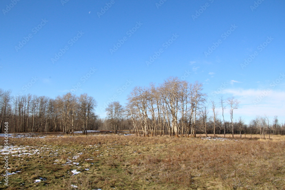 Open Land, Elk Island National Park, Alberta Open Land, Elk Island National Park, Alberta