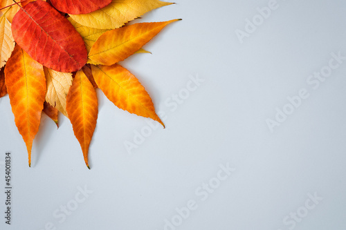Autumn little yellow leaves on the left in the corner on a white background. Copy space. Flat lay.