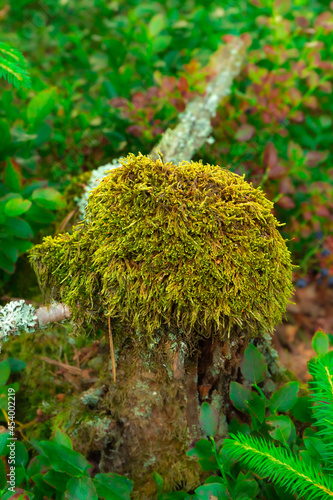 Green-yellow moss, growing on an old trunk
