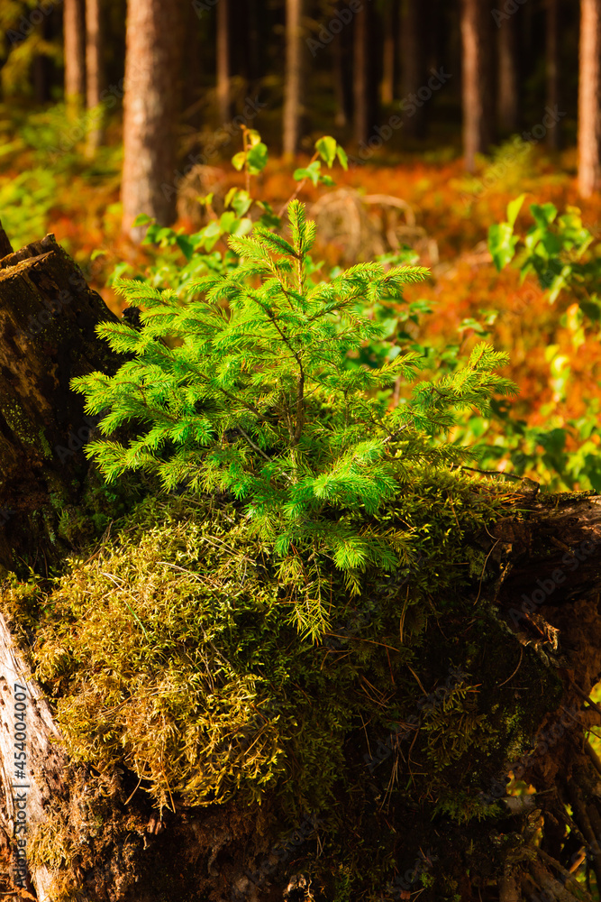 A small spruce tree grows on an old rotten tree overgrown with moss, nicely blurred background, selective focus. Lots of light, autumn colors 
