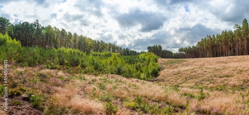 Wallpaper Mural Panoramic image of the forest landscape, multi-colored background, cloudy sky, in the morning, varied terrain, the forest forms a certain symmetry. Torontodigital.ca