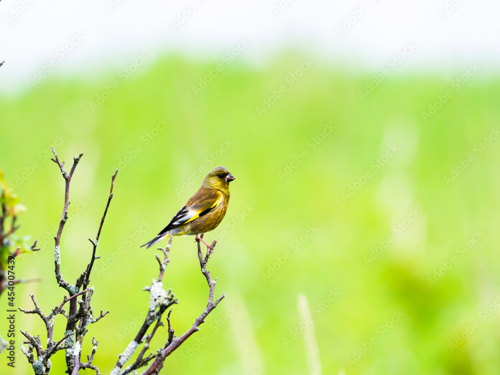 カワラヒワ(Oriental Greenfinch) カワラヒワ(Oriental Greenfinch)