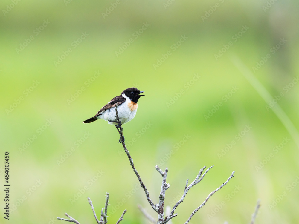 Obraz premium さえずるノビタキ(common stonechat)
