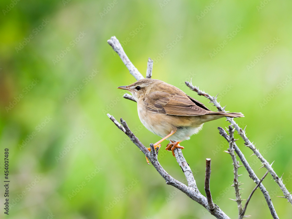 Fototapeta premium シマセンニュウ(Middendorff's grasshopper warbler)