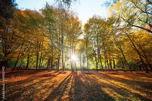 Beautiful autumn park. Forest in Autumn.
