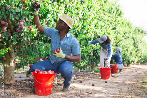 Three hardworking farmers working in the fruit nursery during the harvest season, collect ripe plums photo